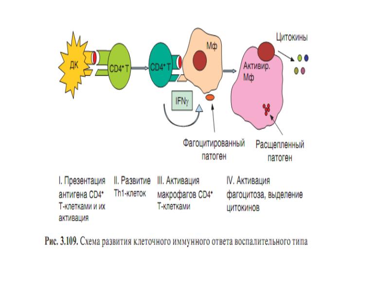 Антагонизм цитокинов. Антагонизм цитокины.