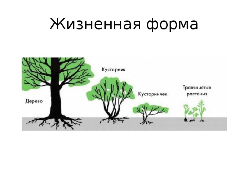 Жизненная форма это комплекс. Жизненные формы растений деревья. Жизненные формы. Силуэты жизненные формы растений. Жизненная форма дуба.