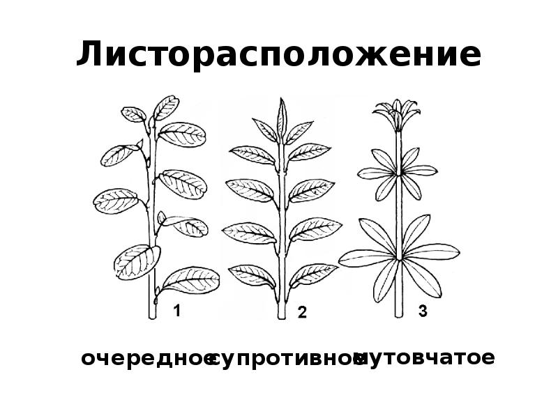 Подсолнечник жизненная форма тип соцветия листорасположение. Лапчатка гусиная жилкование. Листорасположение бобовых. Тип листорасположения у покрытосеменных растений.