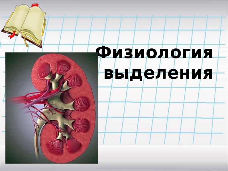 Выделение физиология презентация