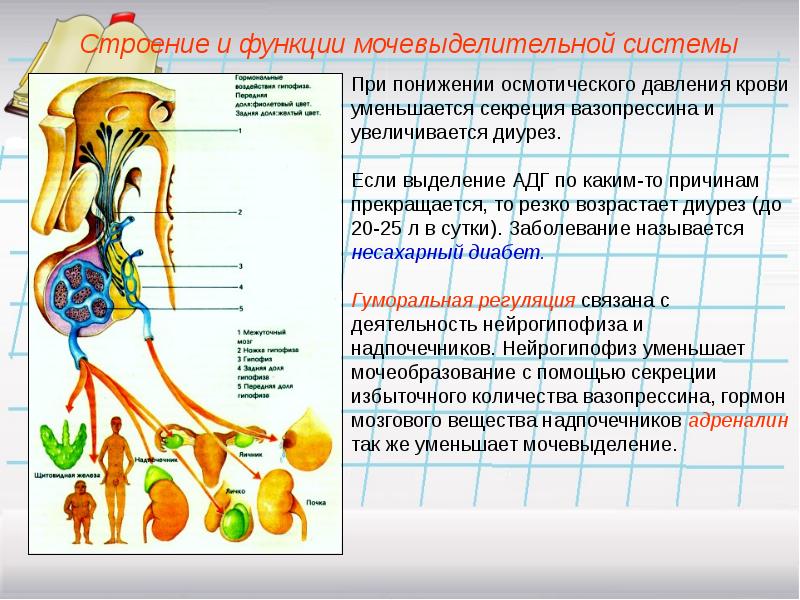 Физиология выделения презентация