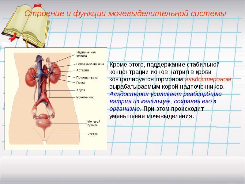 Физиология выделения презентация