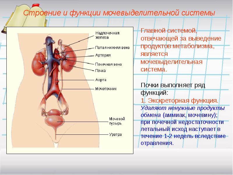 Физиология мочевыделительной системы презентация