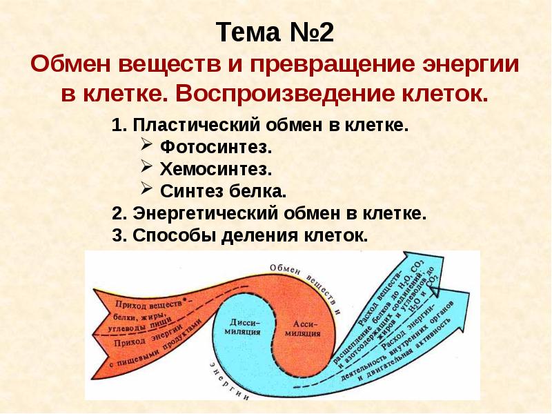 Клеточный обмен веществ. Обмен веществ и превращение энергии. Превращение энергии в клетке. Обмен веществ и энергии в клетке. Обменные процессы в клетке.