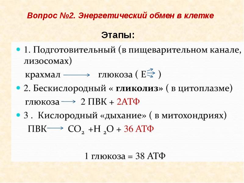 2 энергетический обмен. Крахмал энергетический обмен. Что такое скорость энергетического обмена. Вставьте в текст этапы энергетического обмена.