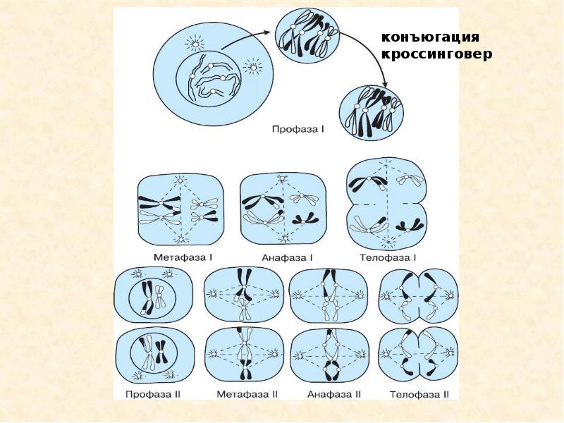 Конъюгация хромосом в мейозе. Кроссинговер в мейозе. Кроссинговер фаза мейоза. Формы мейоза конъюгация. Конъюгация в профазе 1.