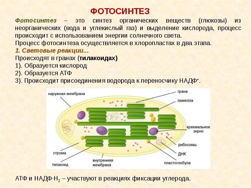 Из неорганических веществ получить органические. Фотосинтез Синтез органических веществ. Синтез органических веществ из неорганических. Фотосинтез это процесс синтеза органических веществ. Процесс создания органических веществ.