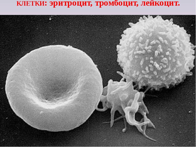 КЛЕТКИ: эритроцит, тромбоцит, лейкоцит. КЛЕТКИ: эритроцит, тромбоцит, лейкоцит.
