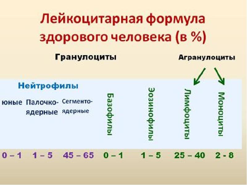 Лейкоцитарная формула и специализация лейкоцитов Лейкоцитарная формула и специализация лейкоцитов