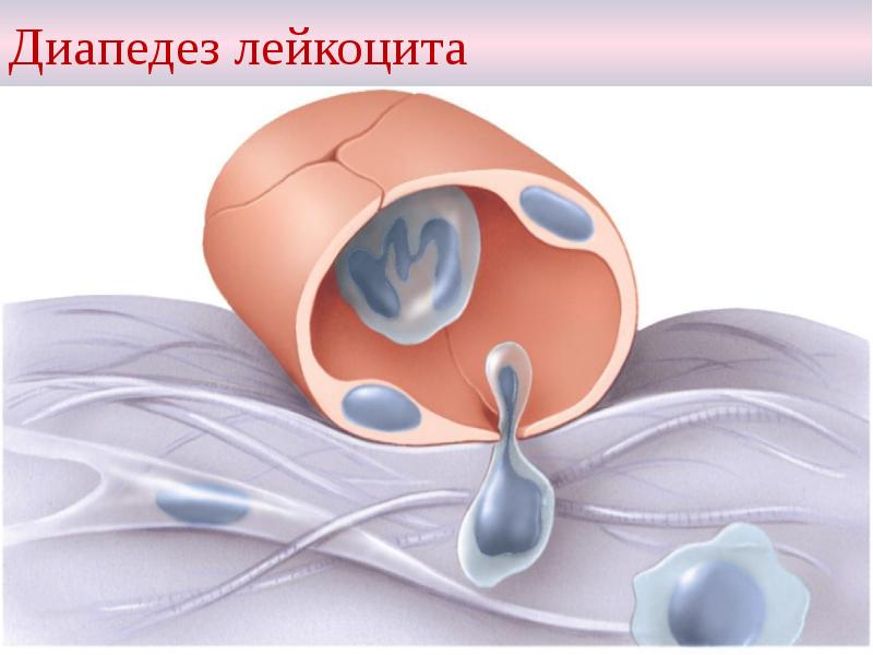 Диапедез лейкоцита Диапедез лейкоцита
