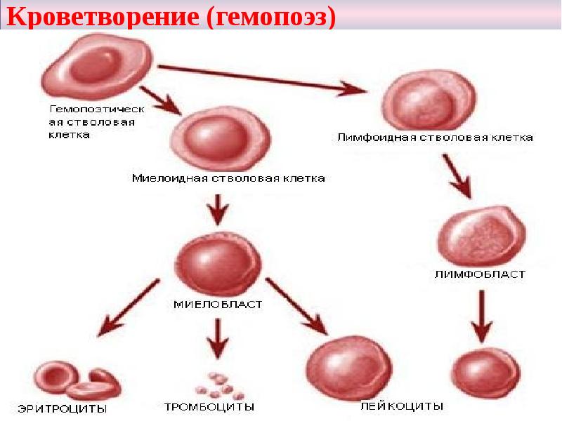 Кроветворение (гемопоэз) Кроветворение (гемопоэз)