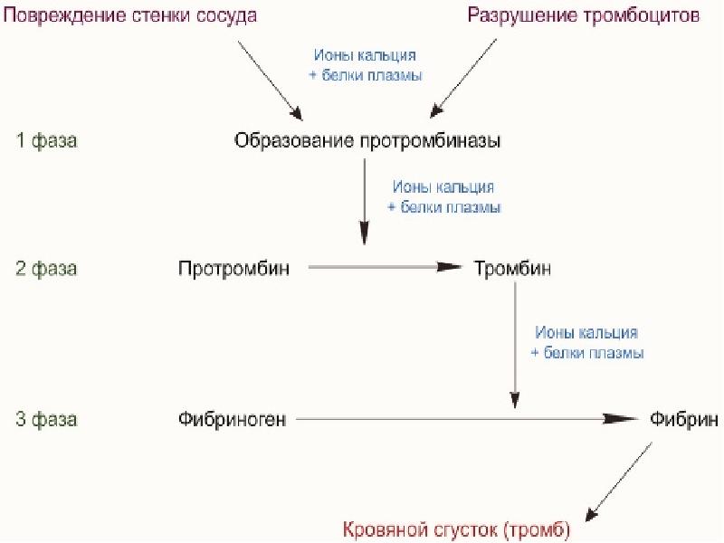 Основные этапы процесса свертывания крови схема