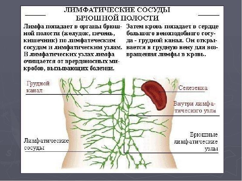 Лимфа повышенная. Лимфатическая система брюшной полости. Лимфатические узлы живота схема. Лимфатическая система брюшной полости анатомия. Глубокие лимфатические узлы брюшной полости.
