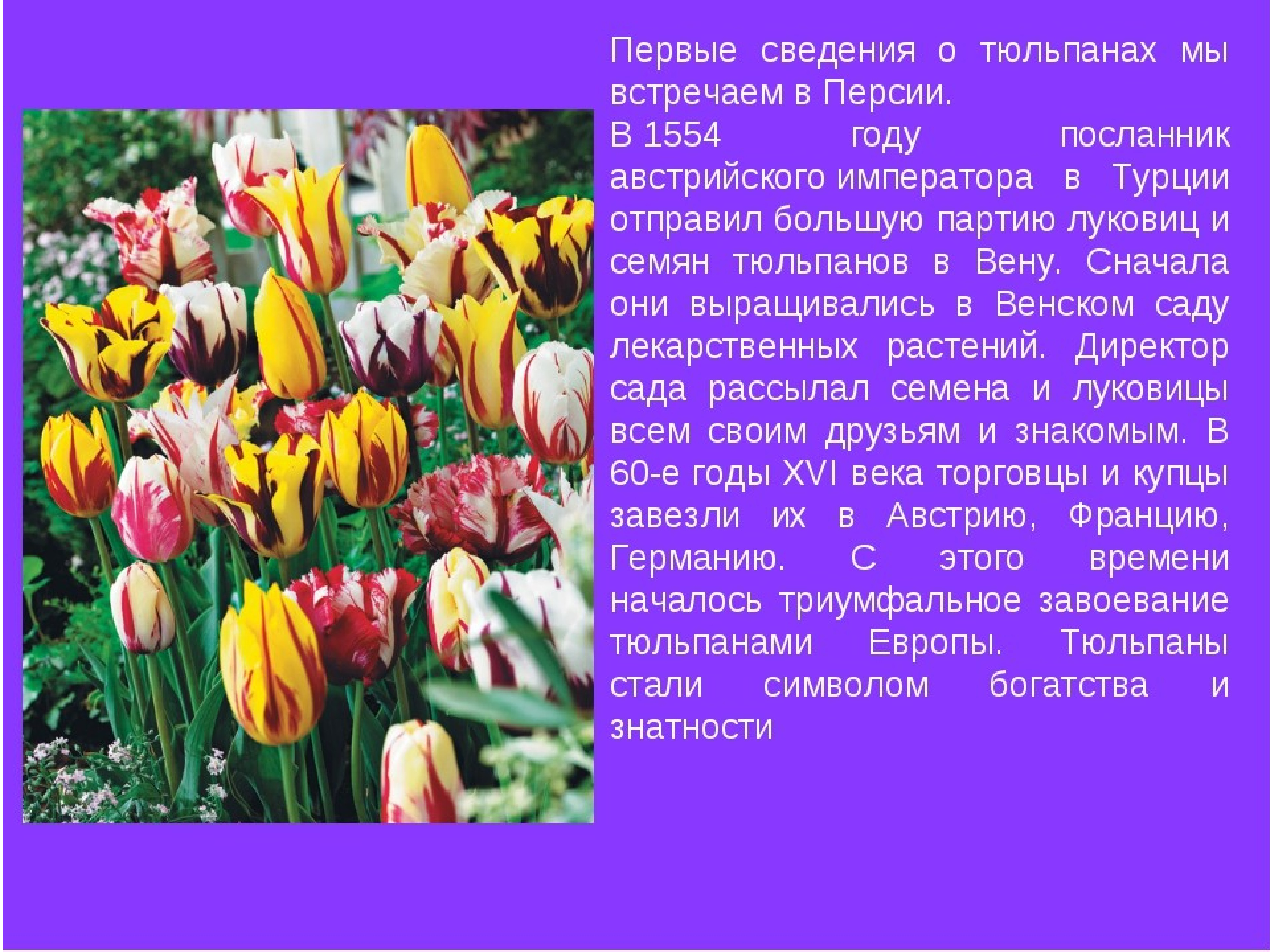 Тюльпан перфекционист фото и описание