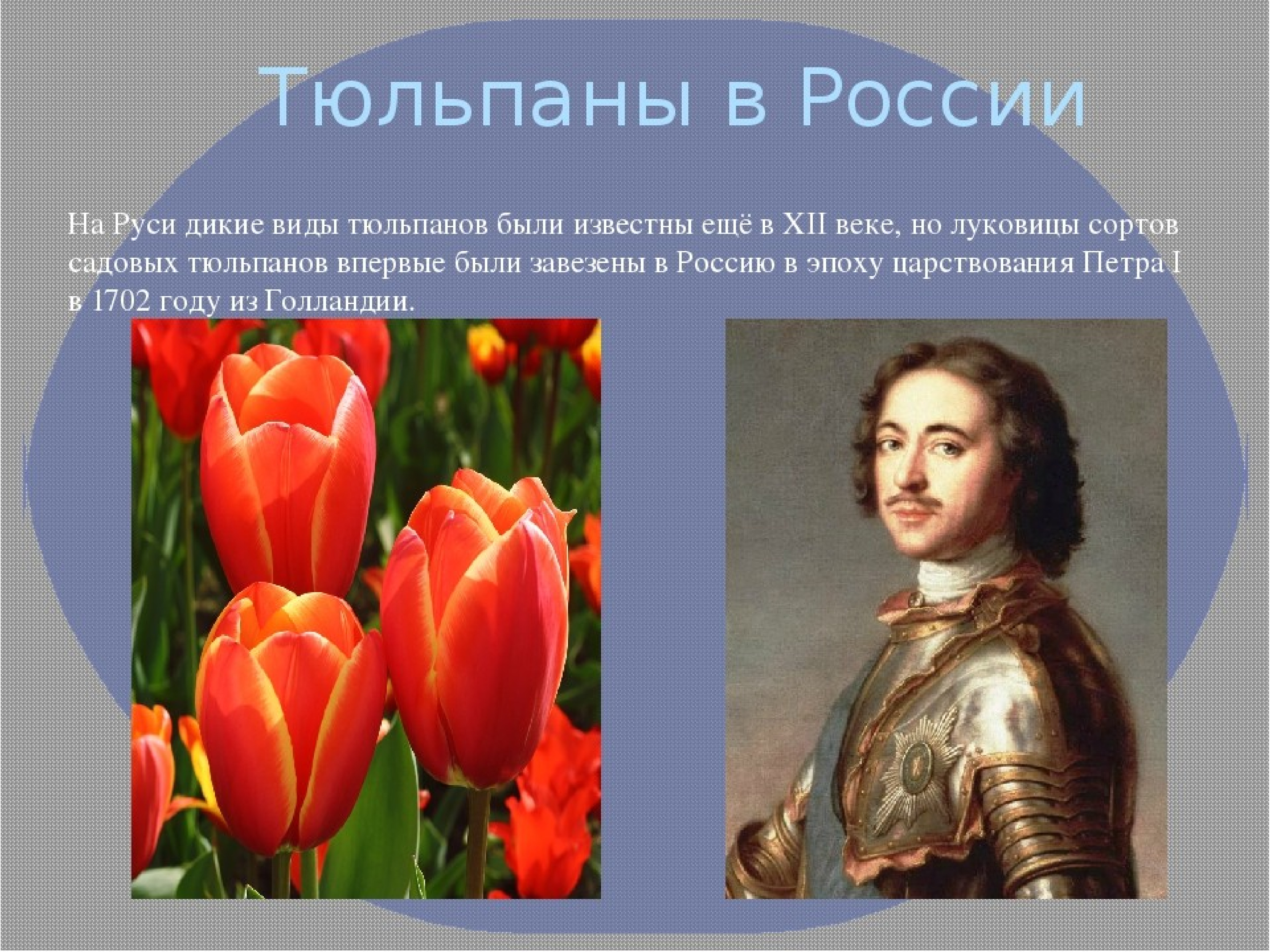 Петр 1 и тюльпаны