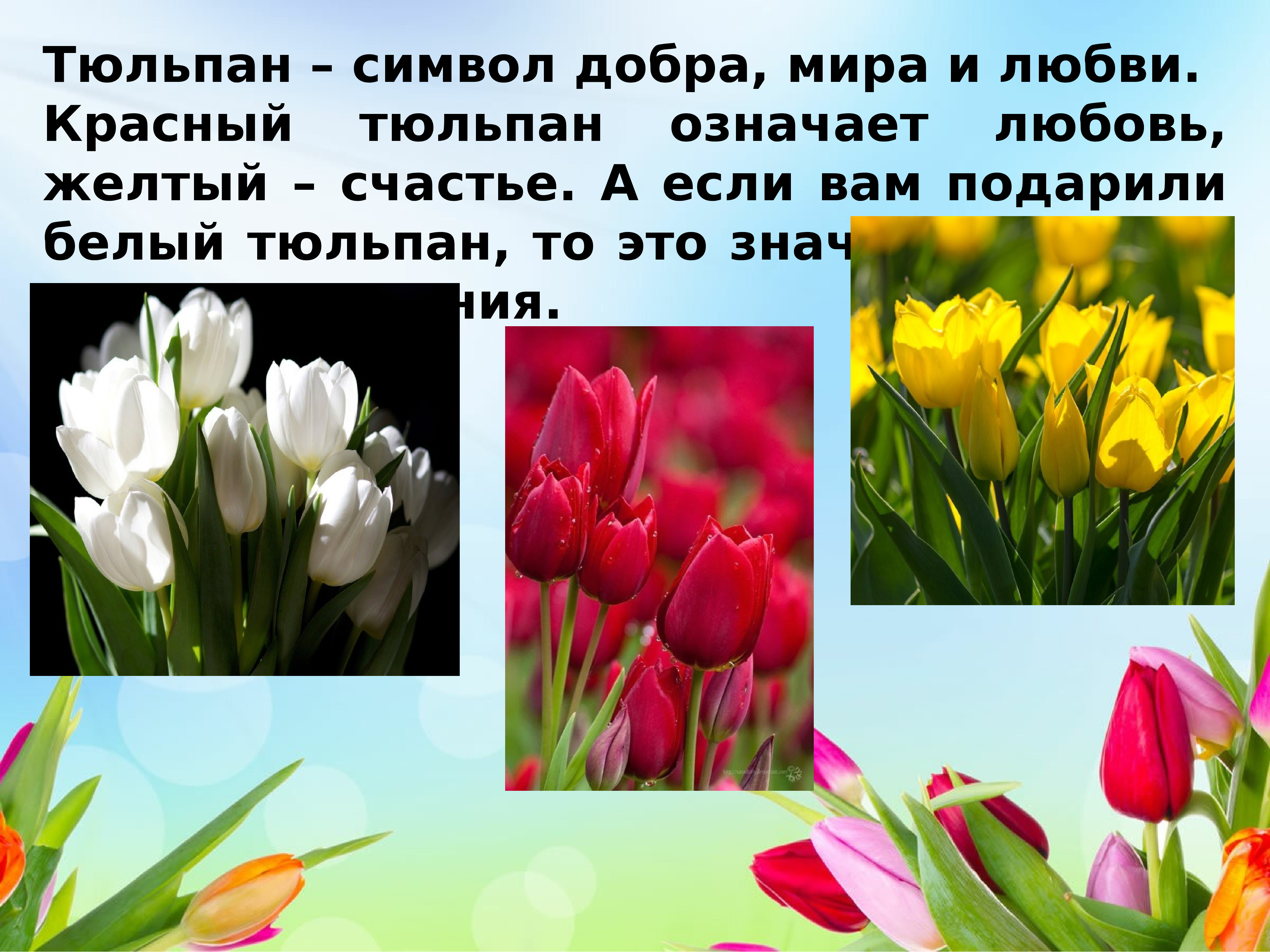 Стихи про тюльпаны и весну