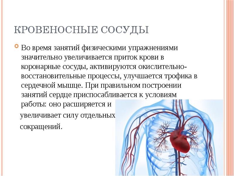 Как увеличить приток крови. Баскетбол влияние на кровеносную систему. Трофика сердечной мышцы это. Кровь кровеносная система и физические упражнения.