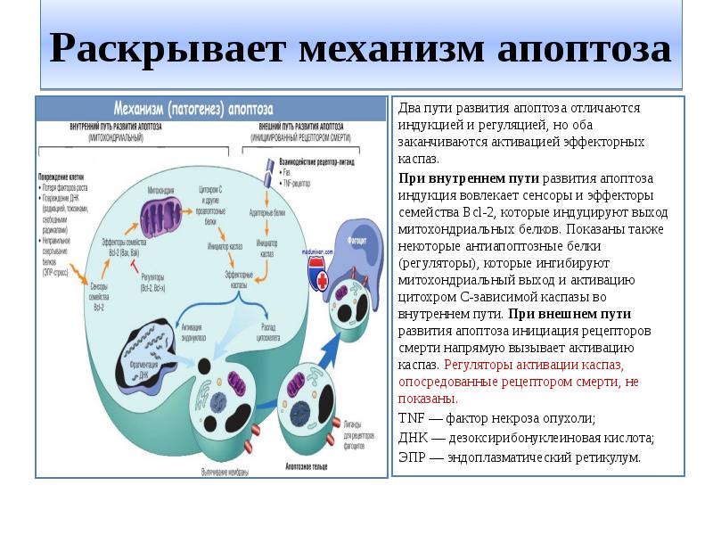 Апоптоз патанатомия презентация