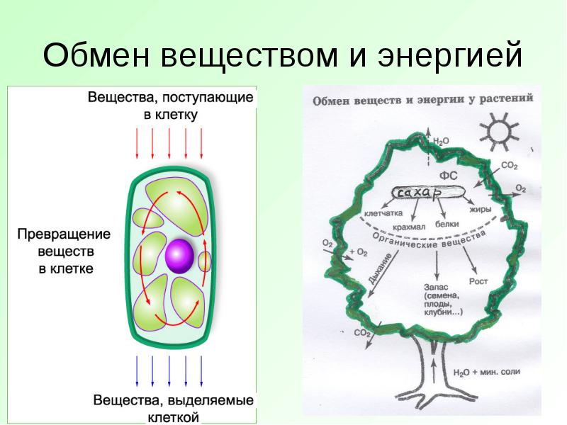 Схема обмен веществ и энергии