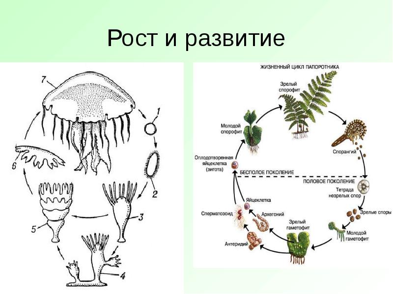 Жизненный цикл медузы схема