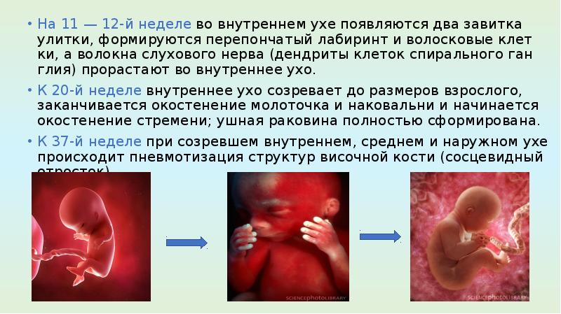 На рисунке приведены частоты воспринимаемые органами слуха некоторых животных