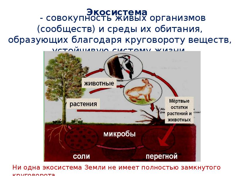 Взаимодействие организмов со средой обитания презентация