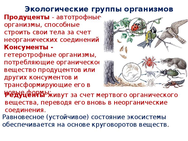 Экологические группы организмов схема