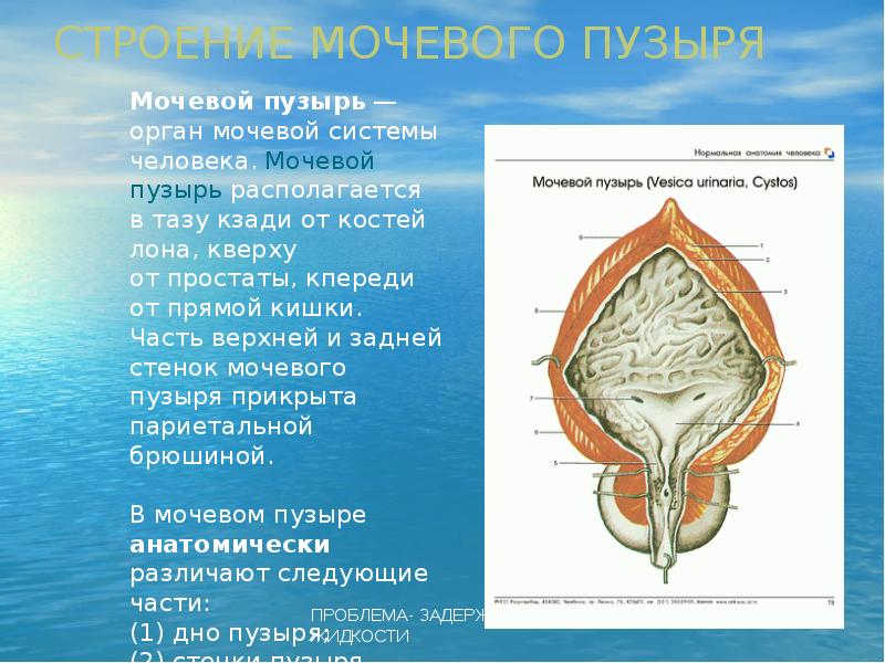 Стенка уретры