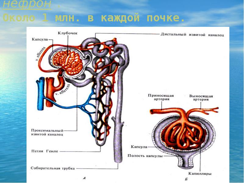 Клубочек нефрона рисунок