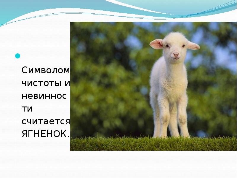Ягненок символ чего. Ягненок что символизирует. символы пасхи ягненок. ягнёнок символ чего.