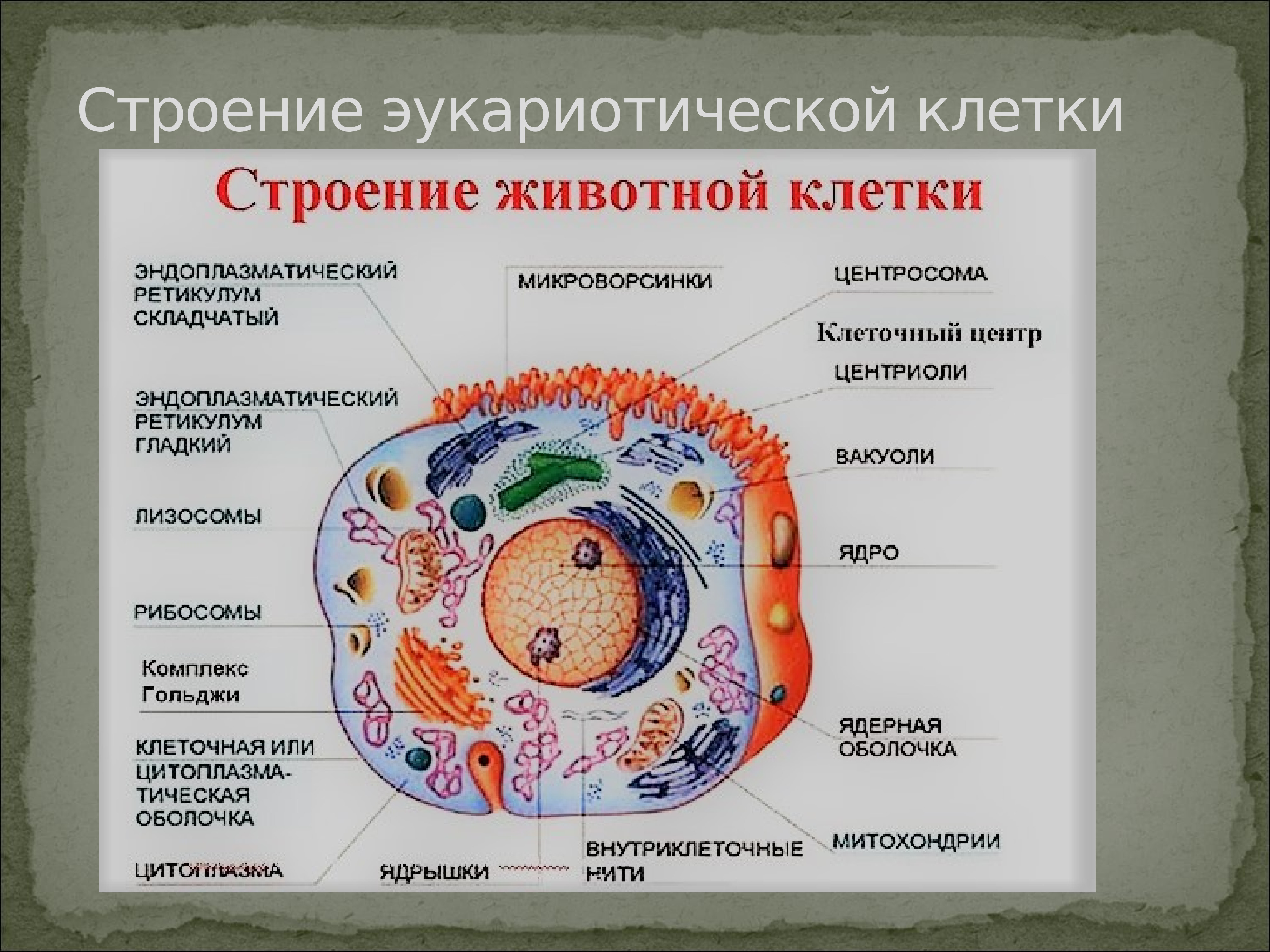 Основные органеллы эукариотической клетки