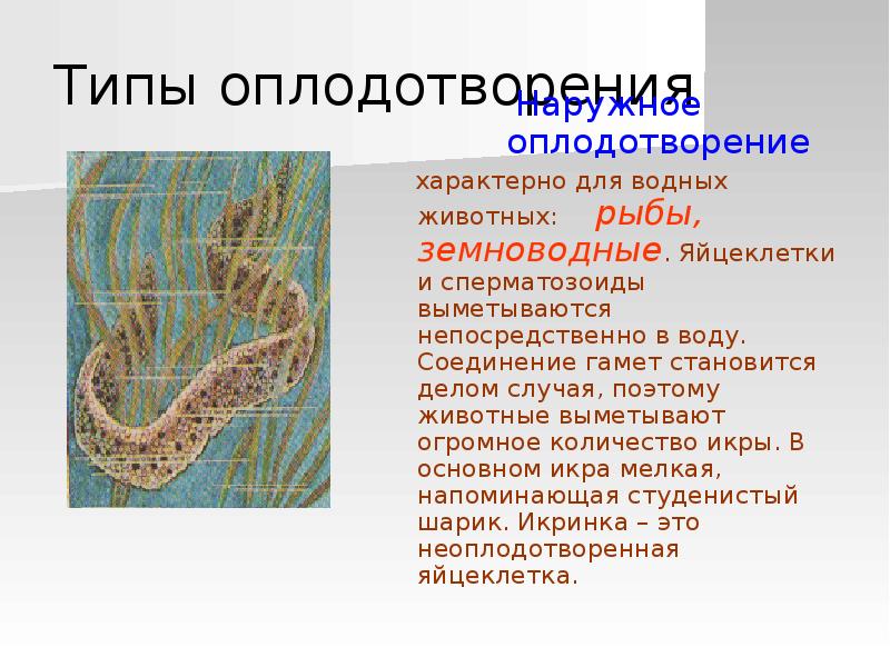 Презентация по биологии 6 класс на тему половое размножение животных