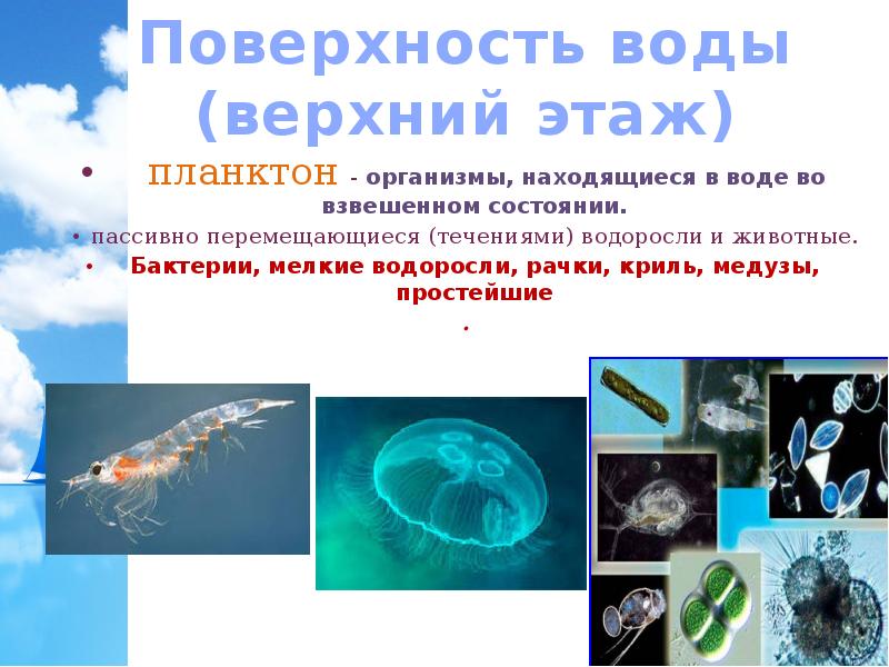 Планктон организмы. Организмы плавающие в толще воды