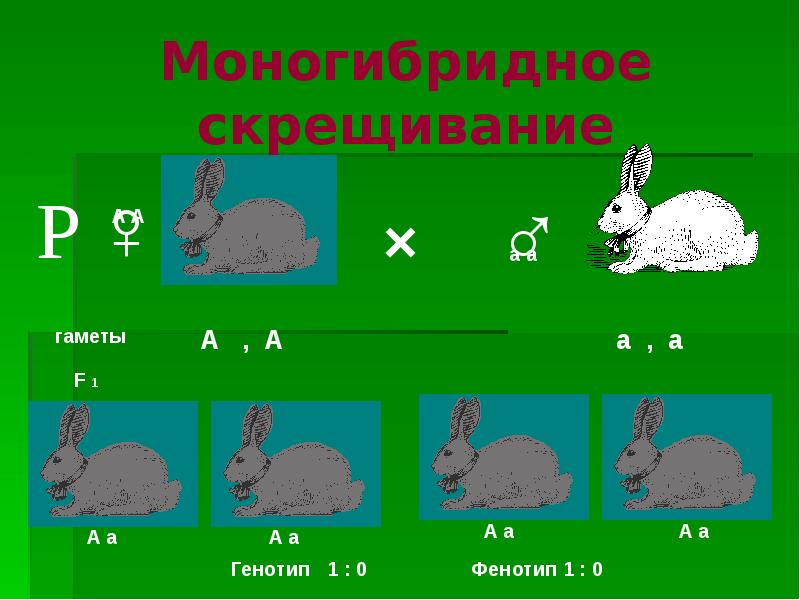 Моногибридное скрещивание f2. Моногибридное скрещивание генотип. Моногибридное скрещивание кроликов. Задачи на моногибридное скрещивание. Моногибридное скрещивание гаметы.