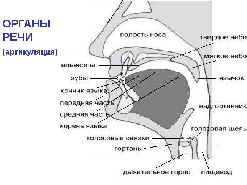 Строение артикуляционного аппарата презентация