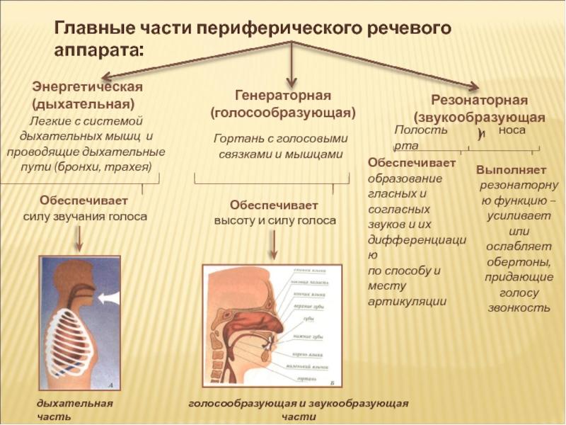 Физиология органов речи презентация