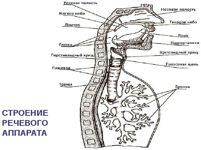 Центральный речевой аппарат фото