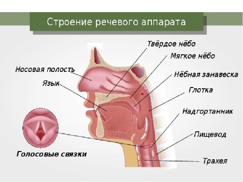 Центральный речевой аппарат картинки