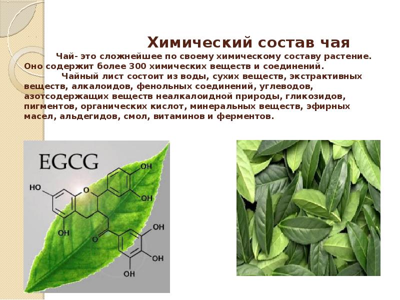 Исследование химического состава чая проект