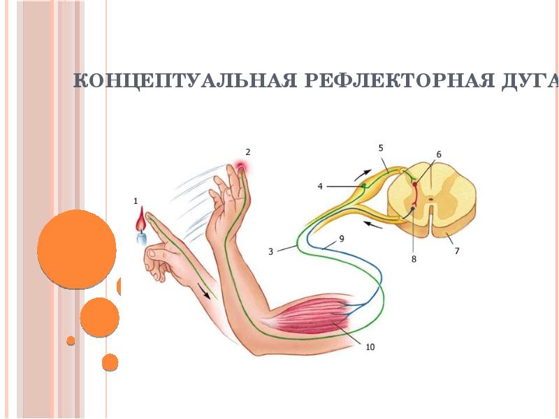 Безусловные рефлексы презентация