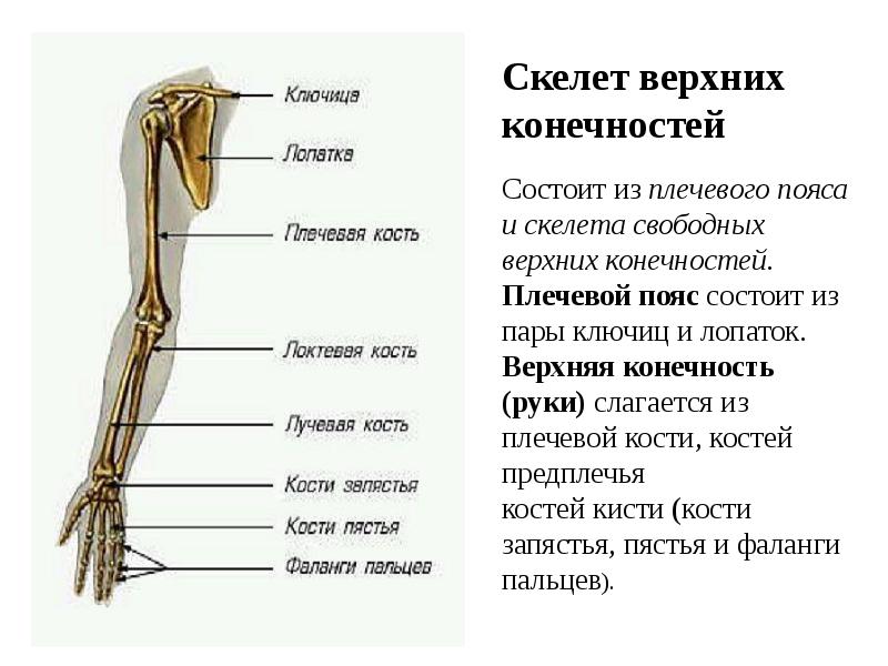 Кости свободной верхней конечности. Скелет свободной верхней конечности таблица. Скелет пояса верхней конечности ключица. К скелету свободной верхней конечности относят. Кости плечевого пояса и свободной верхней конечности.