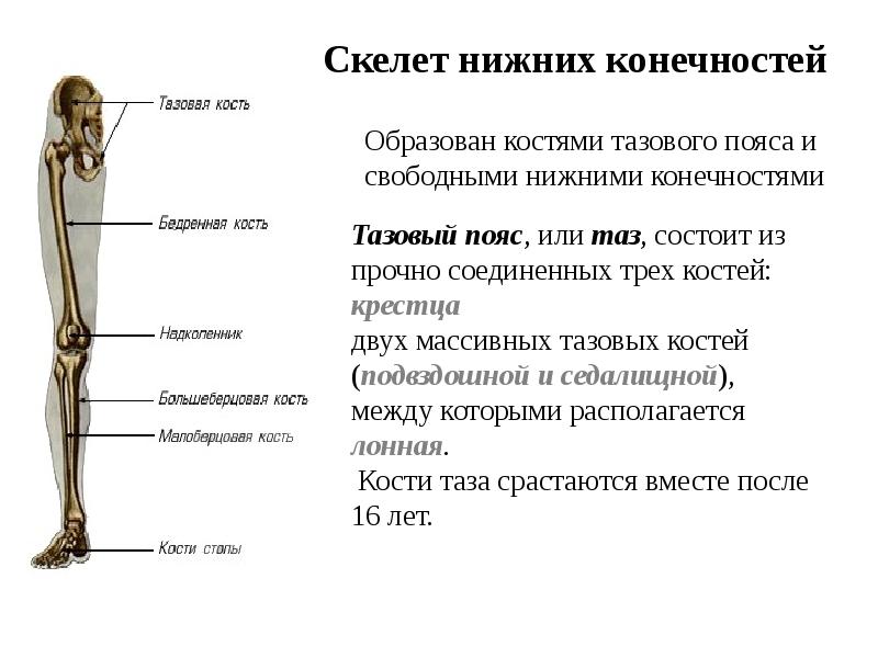 Скелет тазового пояса. Кости тазового пояса и свободной нижней конечности. Функции тазового пояса человека. Роль тазового пояса человека. Скелет тазового пояса и нижних конечностей.