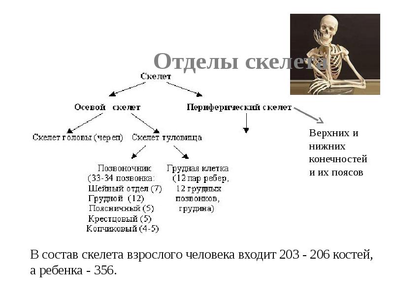 Презентация скелет человека осевой скелет 8 класс