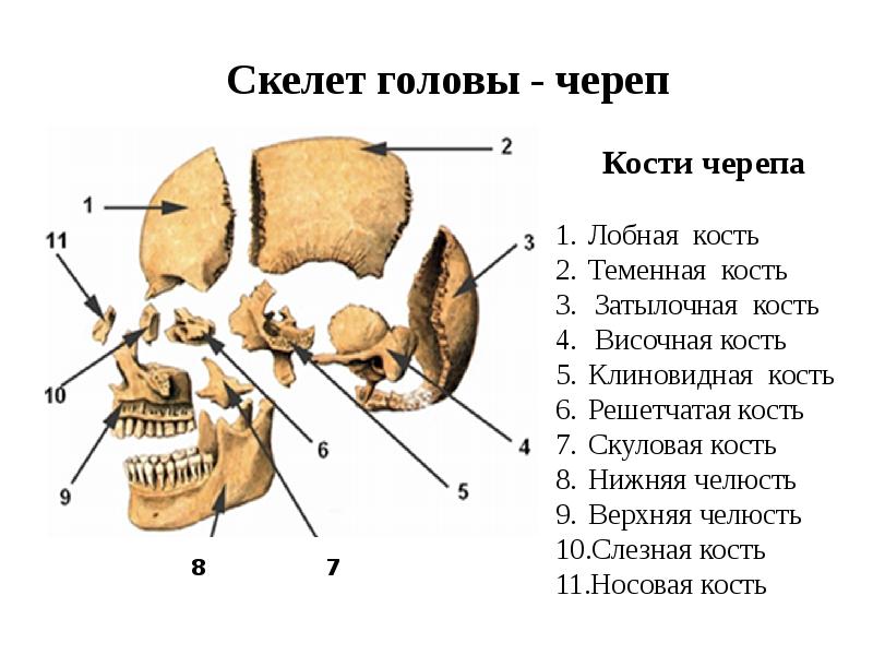 Соединение скелета головы