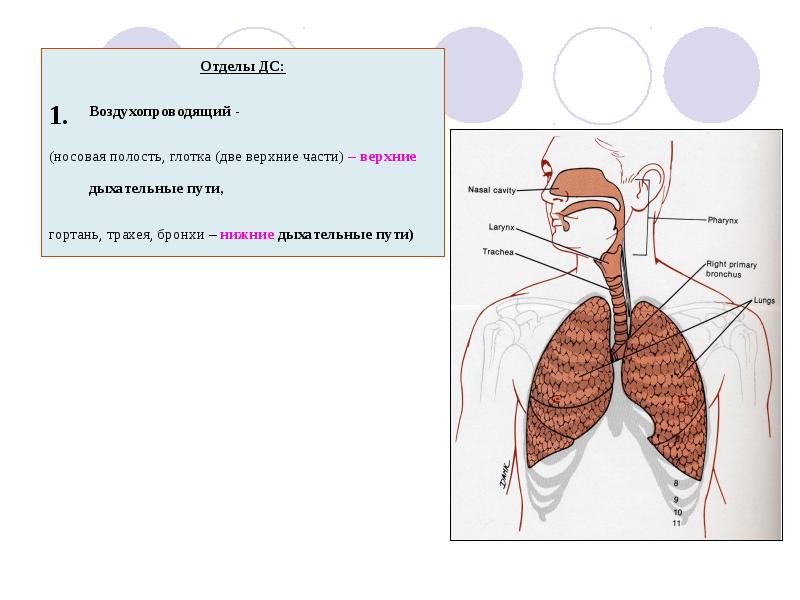 Функциональная анатомия дыхательной системы презентация