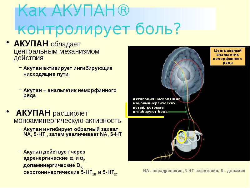 Центральные механизмы ноцицепции презентация