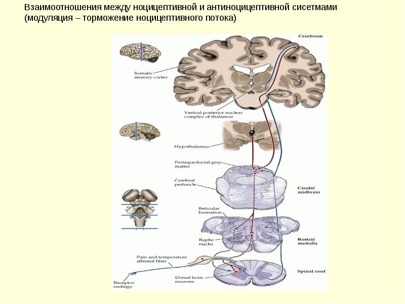 Ноцицептивная система. Ноцицептивная и антиноцицептивная системы. Антиноцицептивная система физиология. Схема взаимодействия ноцицептивной и антиноцицептивной систем. Антиноцицептивная система уровни.