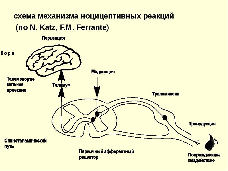 Центральные механизмы ноцицепции презентация