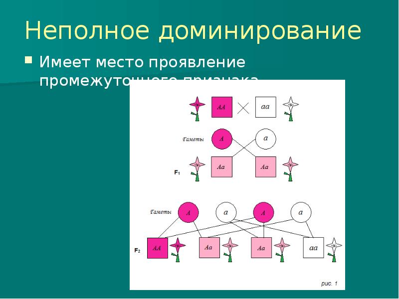 Взаимодействие аллельных и неаллельных генов презентация