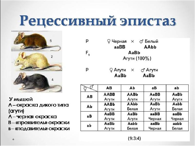 Суслик и крыса имеют общий план строения организма одинаковый ли у них генетический материал